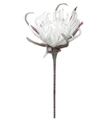 Shoppingmania 32 Shoppingmania 31