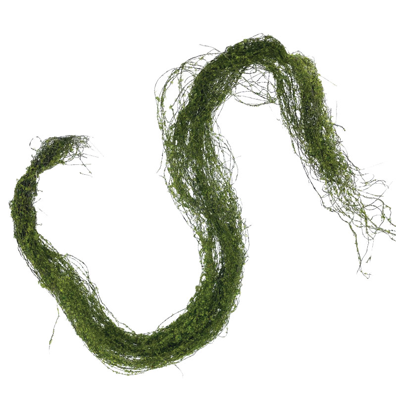 00-10047-2 ΚΡΕΜΑΣΤΗ ΡΙΖΑ ΒΡΥΑ ΑΝΟΙΧΤΟ ΠΡΑΣΙΝΟ - Υ122cm 24/96KIB 1